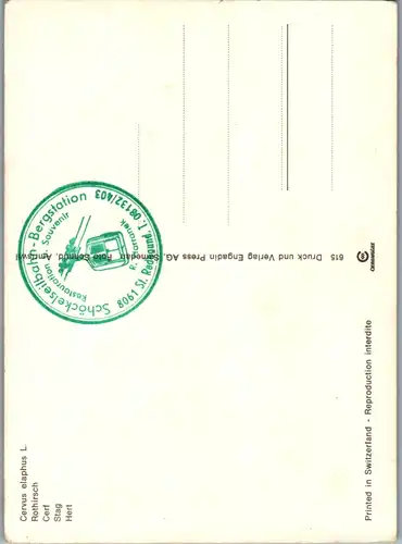 10977 -  - Tiere , Rothirsch , Hirsch - nicht gelaufen