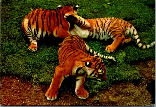 10978 -  - Tiere , Junge Tiger - nicht gelaufen