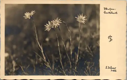 11018 -  - Blumen auf Wiese - nicht gelaufen