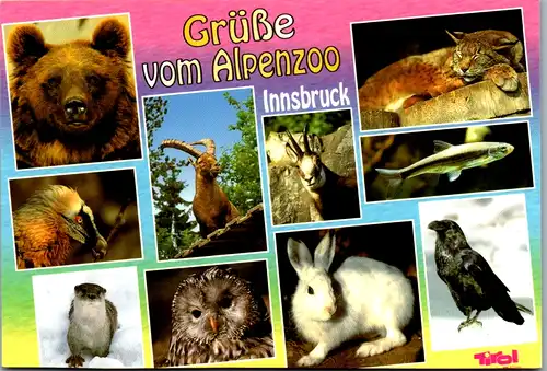11052 -  - Innsbruck , Alpenzoo Ilsinger , Tierwelt der Alpen - nicht gelaufen