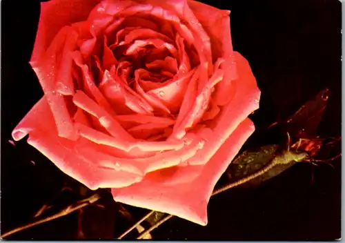 11058 - Serbien - Blahozelanie k narodeninám , Foto F. Malecek - gelaufen