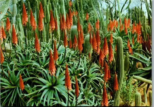 11061 - Katalonien - Girona , Costa Brava , Lloret de Mar , Jardin Botánico Tropical , Pinya de rosa , Blanes , Sta Cristina - nicht gelaufen