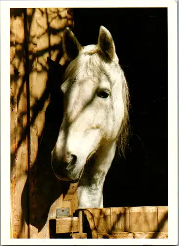 11259 -  - Österreichischer Tierschutzverein , Pferd - nicht gelaufen