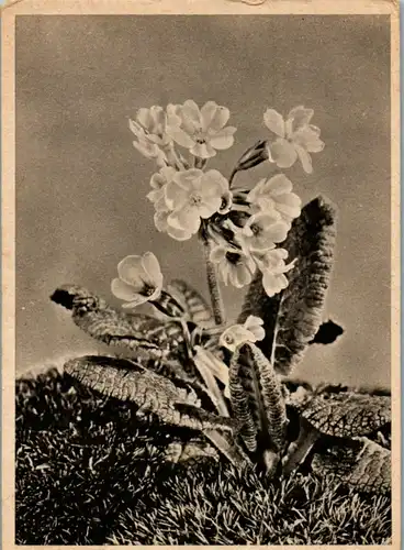 10140 - Motiv - Blumen , Primeln - nicht gelaufen