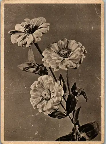 10274 -  - Motiv , Blumen - nicht gelaufen