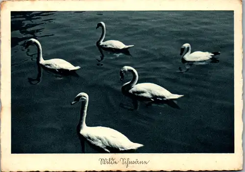 10368 - Motiv - Wilde Schwäne  - gelaufen 1944