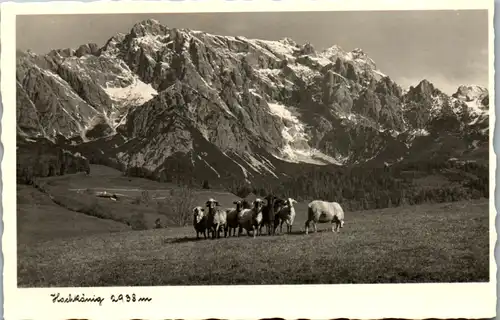 11332 - Salzburg - Hochkönig , Schafe - nicht gelaufen 1950