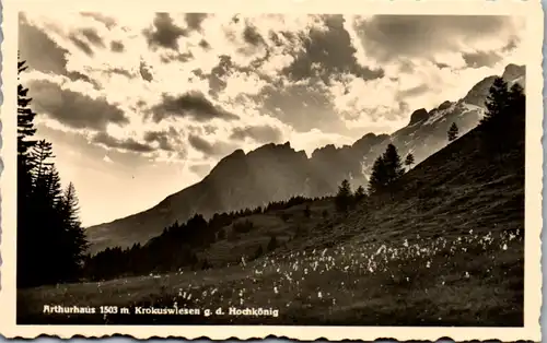 11336 - Salzburg - Hochkönig , Arthurhaus , Krokuswiesen gegen den Hochkönig - nicht gelaufen 1939