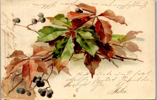 11442 -  - Botanik , Beerenstrauch , Lithografie - gelaufen 1899