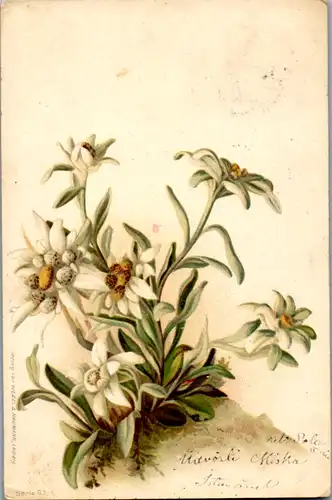 11449 -  - Blumen , Edelweiss , Lithografie - gelaufen 1906
