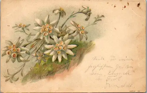 11488 -  - Blumen , Edelweiss , Lithografie - gelaufen