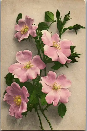 11495 -  - Blumen - gelaufen 1910