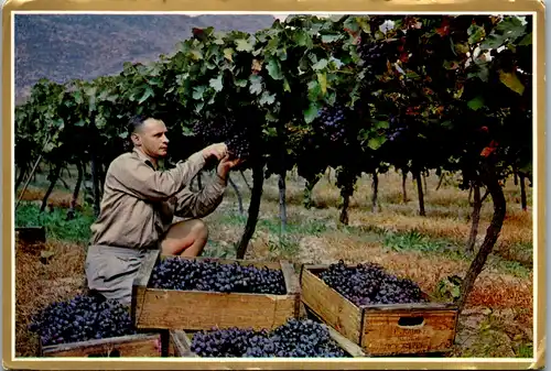 11543 - Südafrika - De Doorns , Druiwe Pluk , Grape Picking , Kaap , Cape , Weintrauben Lese - nicht gelaufen