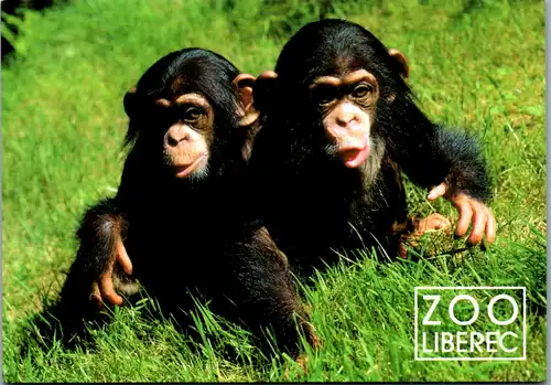 11665 -  - Zoo Liberec , Schimpansen , Affen - nicht gelaufen