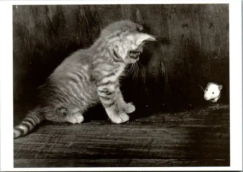11670 -  - Tiere , Katze , Maus - nicht gelaufen
