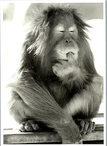 11672 -  - Tiere , Orang Utan - nicht gelaufen