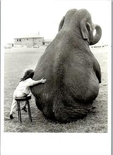 11673 -  - Tiere , Elefant , My greatest Friend - nicht gelaufen