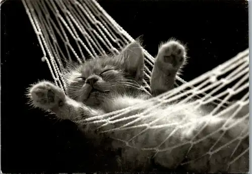 11679 -  - Tiere , Katze in Hängematte , McEnerny - nicht gelaufen