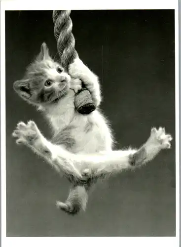 11681 -  - Tiere , Katze - nicht gelaufen