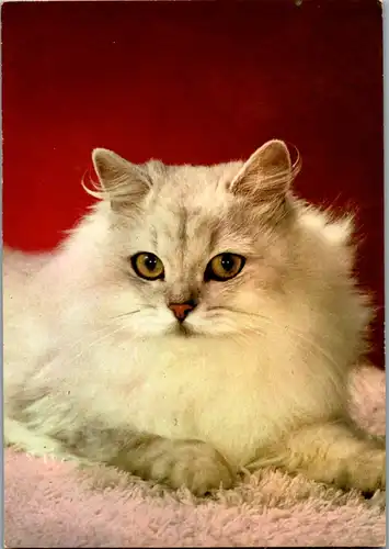 11690 -  - Tiere , Katze - gelaufen