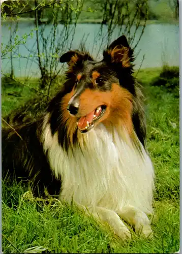 11701 -  - Tiere , Hund - nicht gelaufen