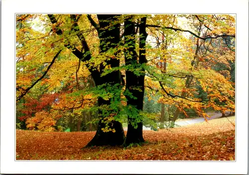 11817 -  - Laubbaum im Herbst - nicht gelaufen