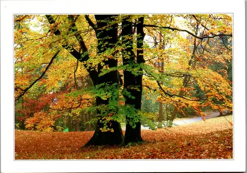 11826 -  - Laubbaum im Herbst - nicht gelaufen