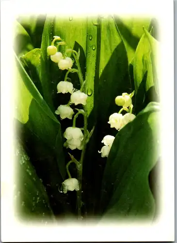 11835 -  - Blumen , Maiglöckchen , Duftkarte - nicht gelaufen