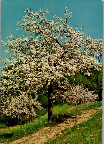 11841 -  - Baum in Blüte - nicht gelaufen