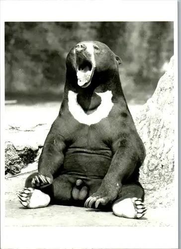 11852 - Humor - Que je suis fatigue , Sittig , Bär - nicht gelaufen