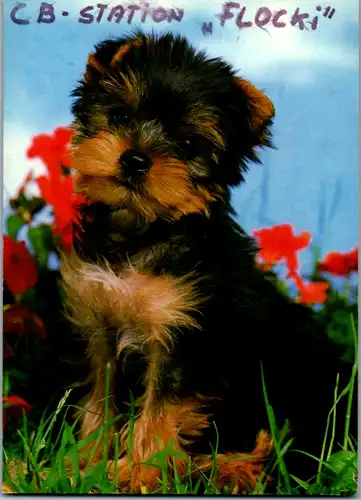 11941 - QSL - CB , Österreich , St. Leonhard , Flocki