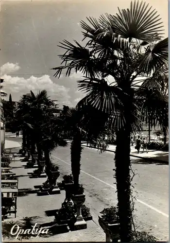 12453 - Kroatien - Opatija , Promenade , Palmen - gelaufen 1958