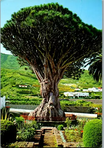 12573 - Spanien - Icod de los vinos , Tenerife , el famoso drago de icod de los vinos cuya vida se calcula en unos 3000 anos - gelaufen 1984