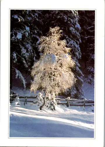 12648 -  - Baum , Winterlandschaft , Pro Juventute - gelaufen 1991