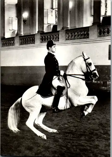 12710 - Wien - Spanische Reitschule , Levade , Hofreitschule , Lipizzaner Pferd - nicht gelaufen