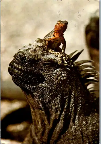 12975 -  - Tiere , Iguana Marina con lagartija de lava , Galapagos , Reptilien - gelaufen 1988