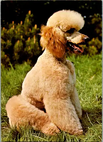 13071 - Tiere - Pudel , Hund - gelaufen 1981