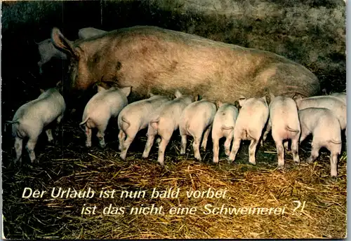 13082 -  - Tiere , Schwein , Ferkel - gelaufen