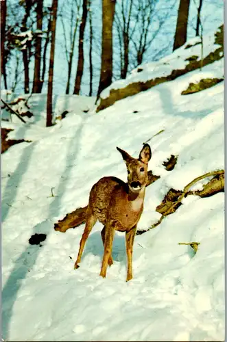 13237 - Tiere - Rotwild , Reh , Winter - gelaufen 1977