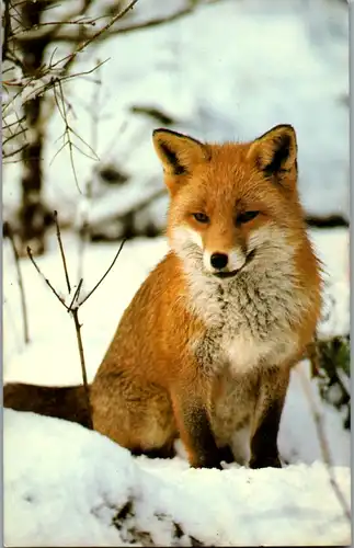 13241 - Tiere - Fuchs - nicht gelaufen