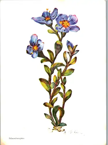 13278 - Blumen - Felsenehrenpreis , signiert - gelaufen 1970