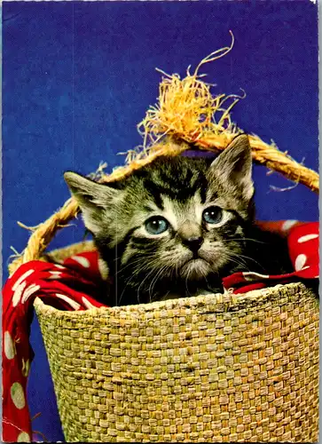13306 - Tiere - Katze , Kätzchen im Korb - gelaufen 1974