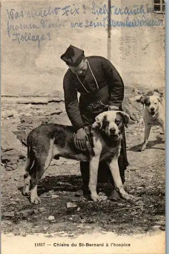 13646 - Schweiz - Chiens du St Bernard a l'hospice - gelaufen 1920