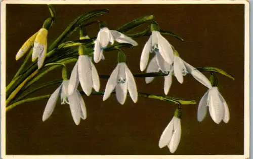 13979 - Blumen - Galanthus nivalis , Schneeglöckchen - gelaufen