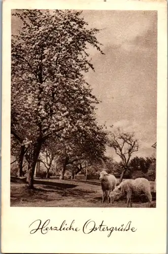 14420 -  - Herzliche Ostergrüße - gelaufen 1952