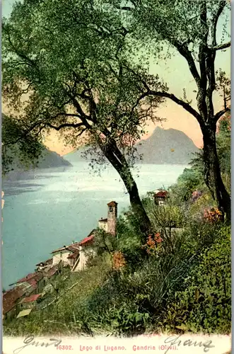 13439 - Italien - Lago di Lugano , Gandria , Olivi - gelaufen 1905