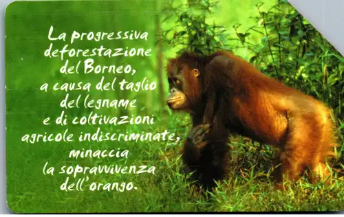 15007 - Italien - Tiere , Borneo