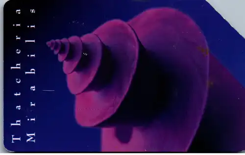 15172 - Italien - Gioielli del Mare , Thatcheria , Mirabilis