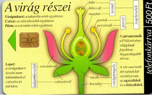 15505 - Ungarn - A Virag reszei