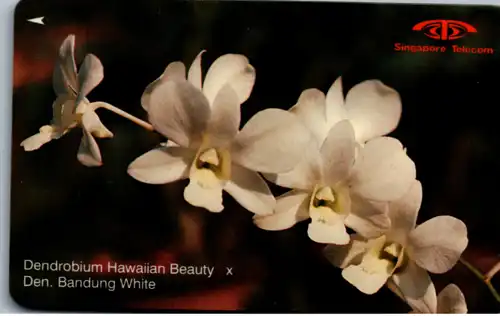 15561 - Singapur - Dendrobium Hawaiian Beauty , Den. Bandung White